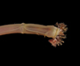 Owenia fusiformis (shingle tube worm) from Morris island, Charleston Harbor, SC